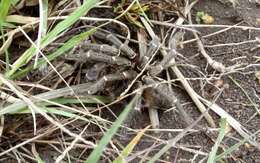 Image of Killimanjaro Baboon Tarantula