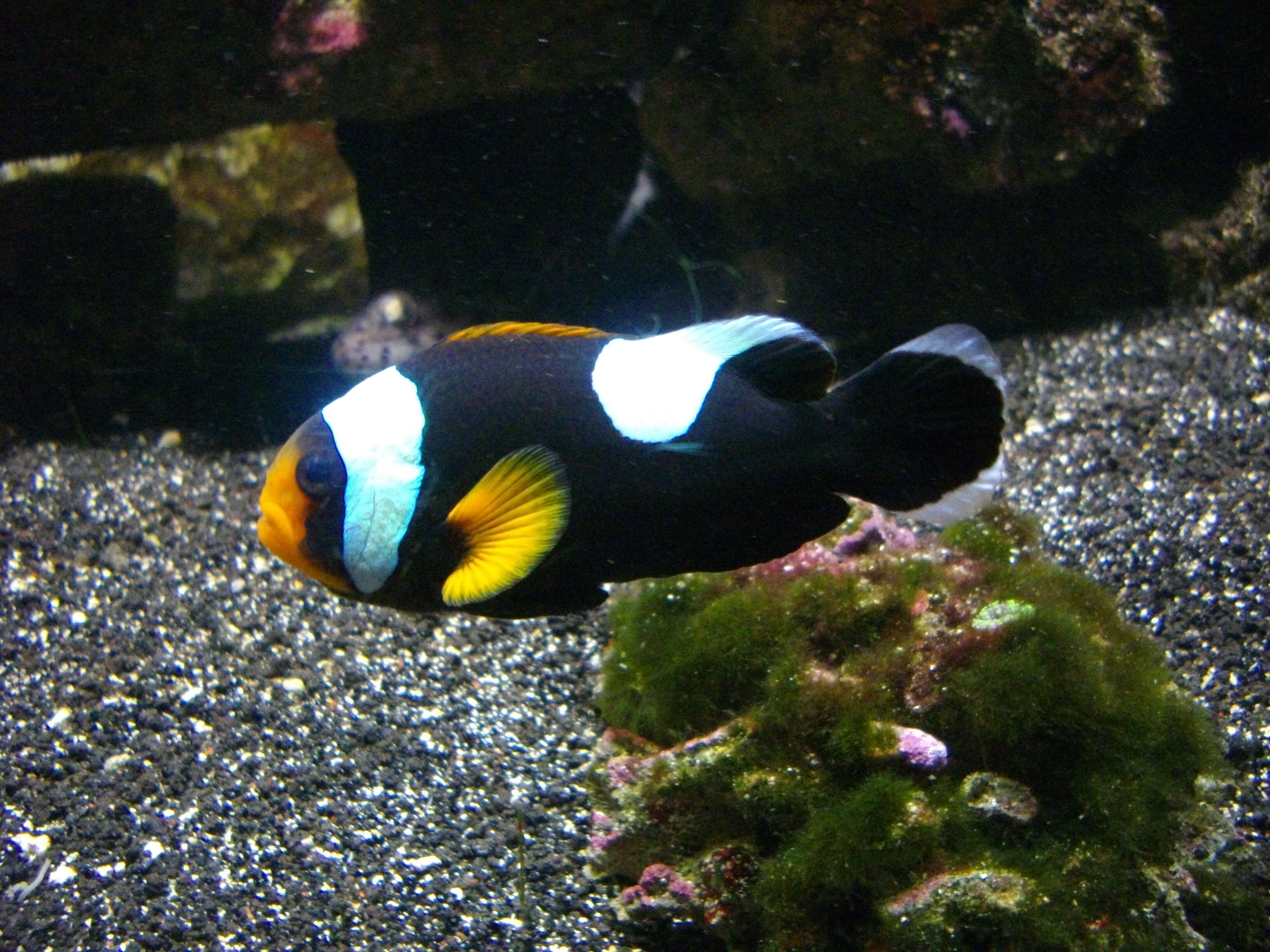 Image of Saddleback clownfish