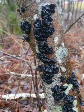 Image of Black Witches' Butter