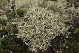 Image of Thorn cladonia