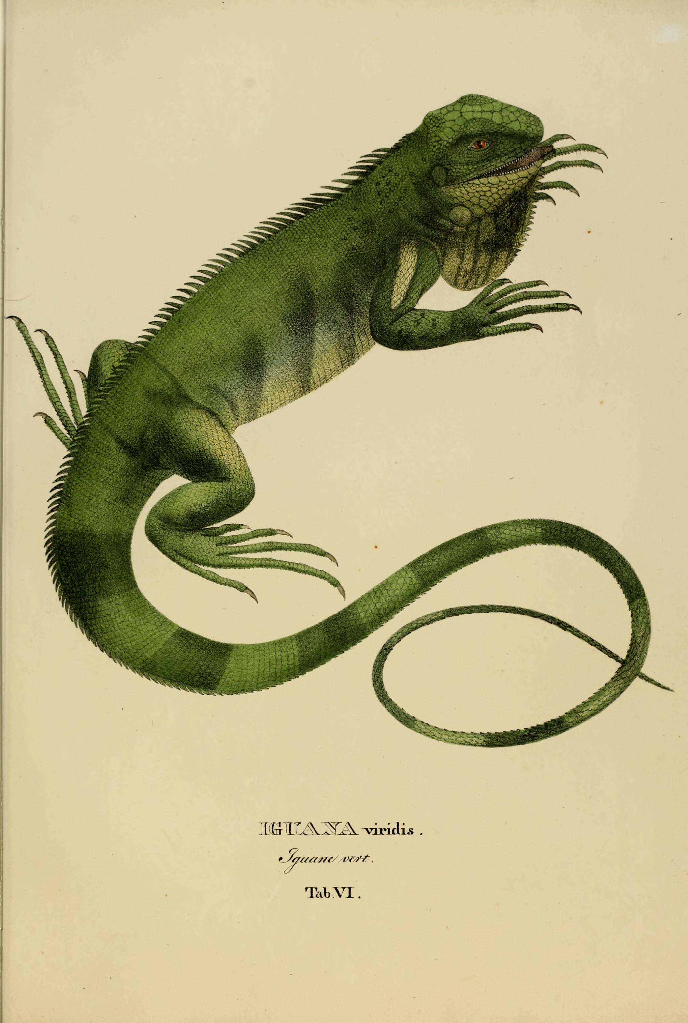 Image of Green iguana