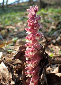 Image of common toothwort