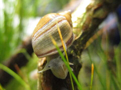 Image of acute bladder snail