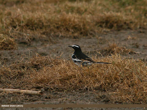 Image of White-browed Wagtail