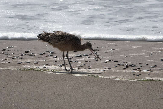 Image of Long-billed Curlew