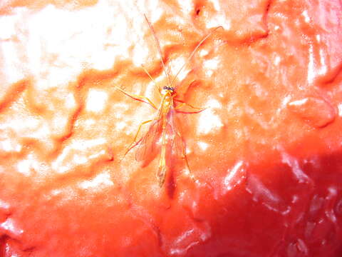 Image of Enicospilus