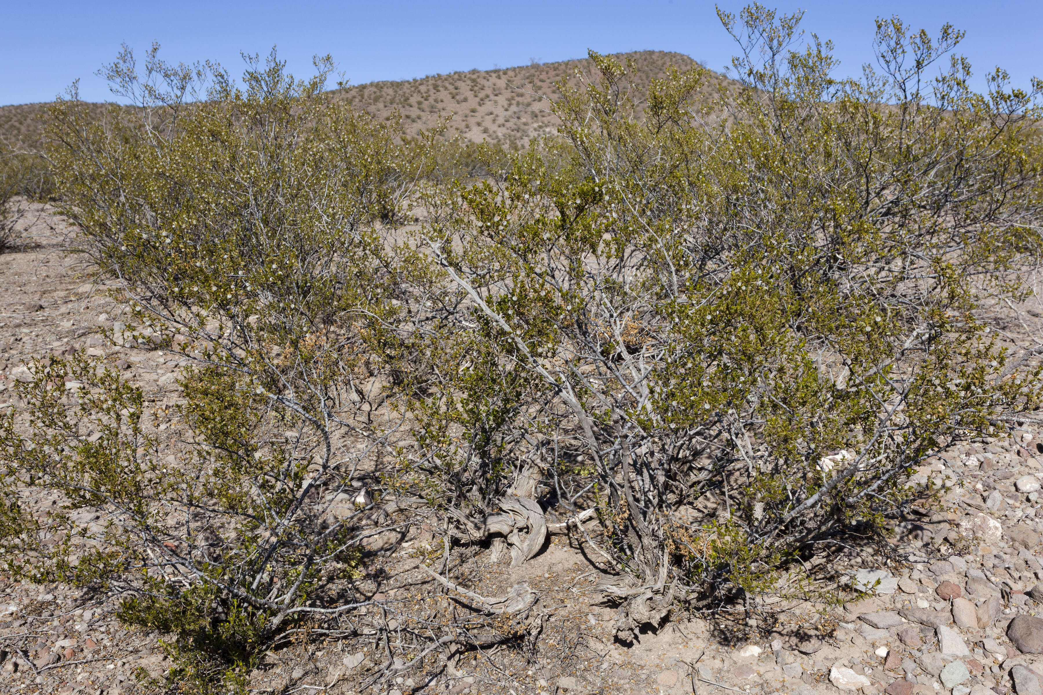 Image de Larrea tridentata (Sesse & Moc. ex DC.) Coult.