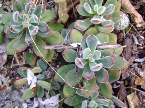 Image of Echeveria pulvinata Rose