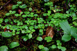 Image of Twinflower