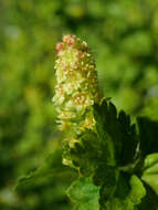 Image of Mountain Currant