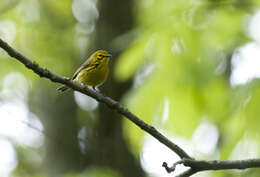 Setophaga discolor (Vieillot 1809) resmi