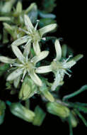 Image of Acronychia crassipetala T. G. Hartley