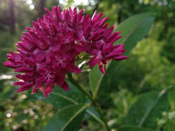 Image of purple milkweed