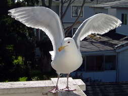 Image of Glaucous-winged Gull