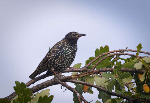 Image of Sturnus Linnaeus 1758