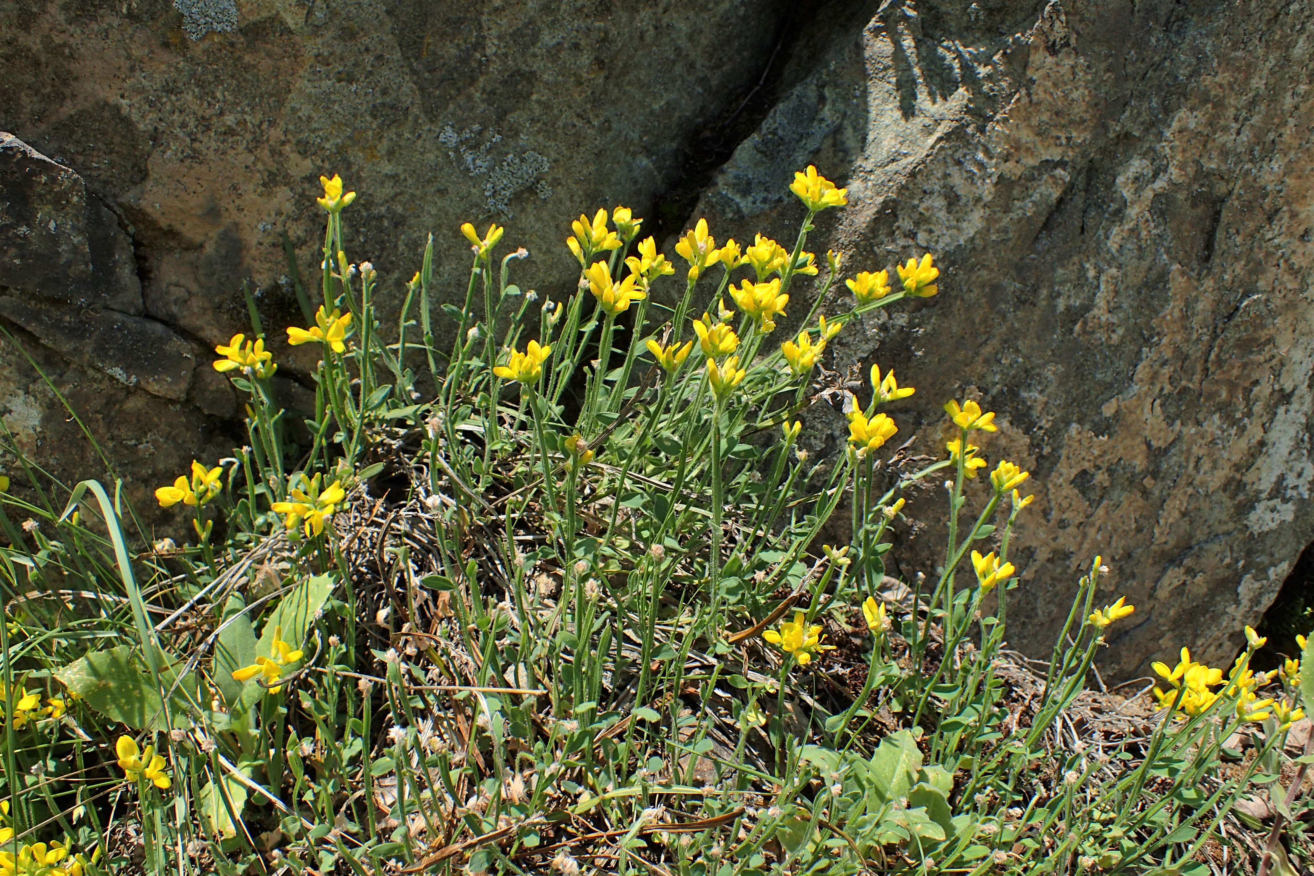 Слика од Genista sagittalis L.