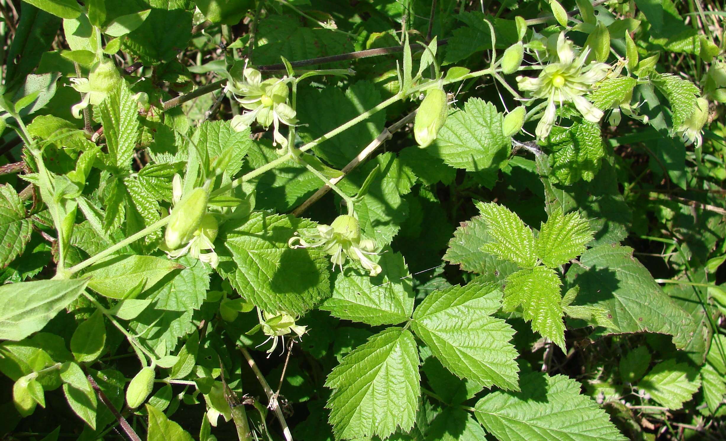 Imagem de Silene baccifera (L.) Roth