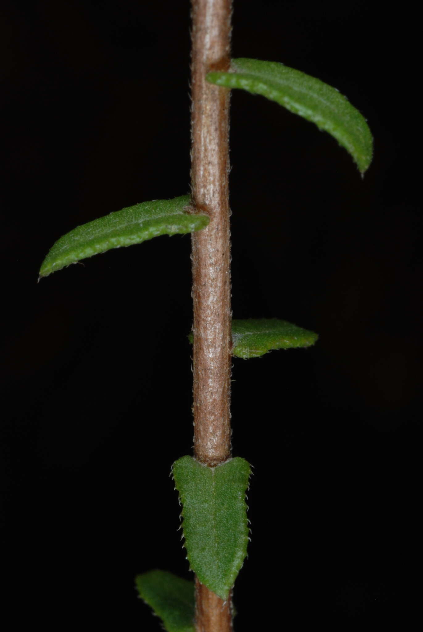 Image of largeflower aster