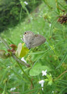 صورة Euchrysops cnejus (Fabricius 1798)