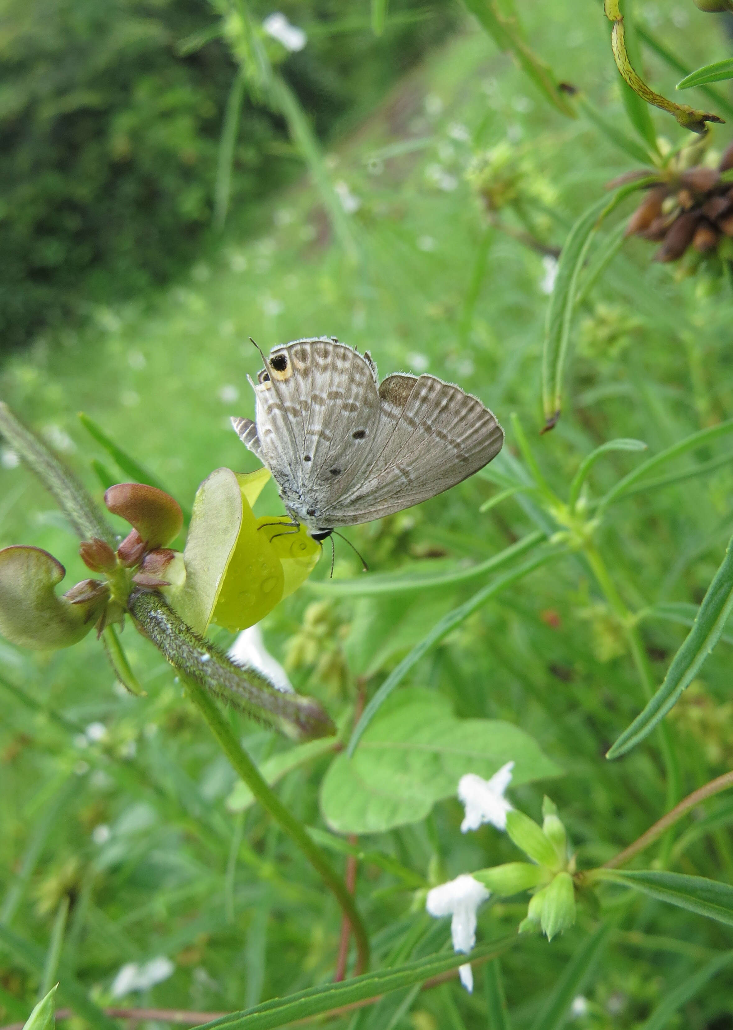 صورة Euchrysops cnejus (Fabricius 1798)