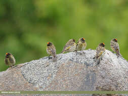 Image of Fire-fronted Serin