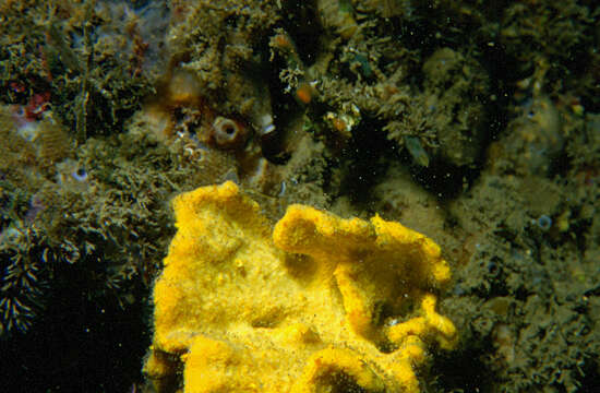 Image of crumpled duster sponge