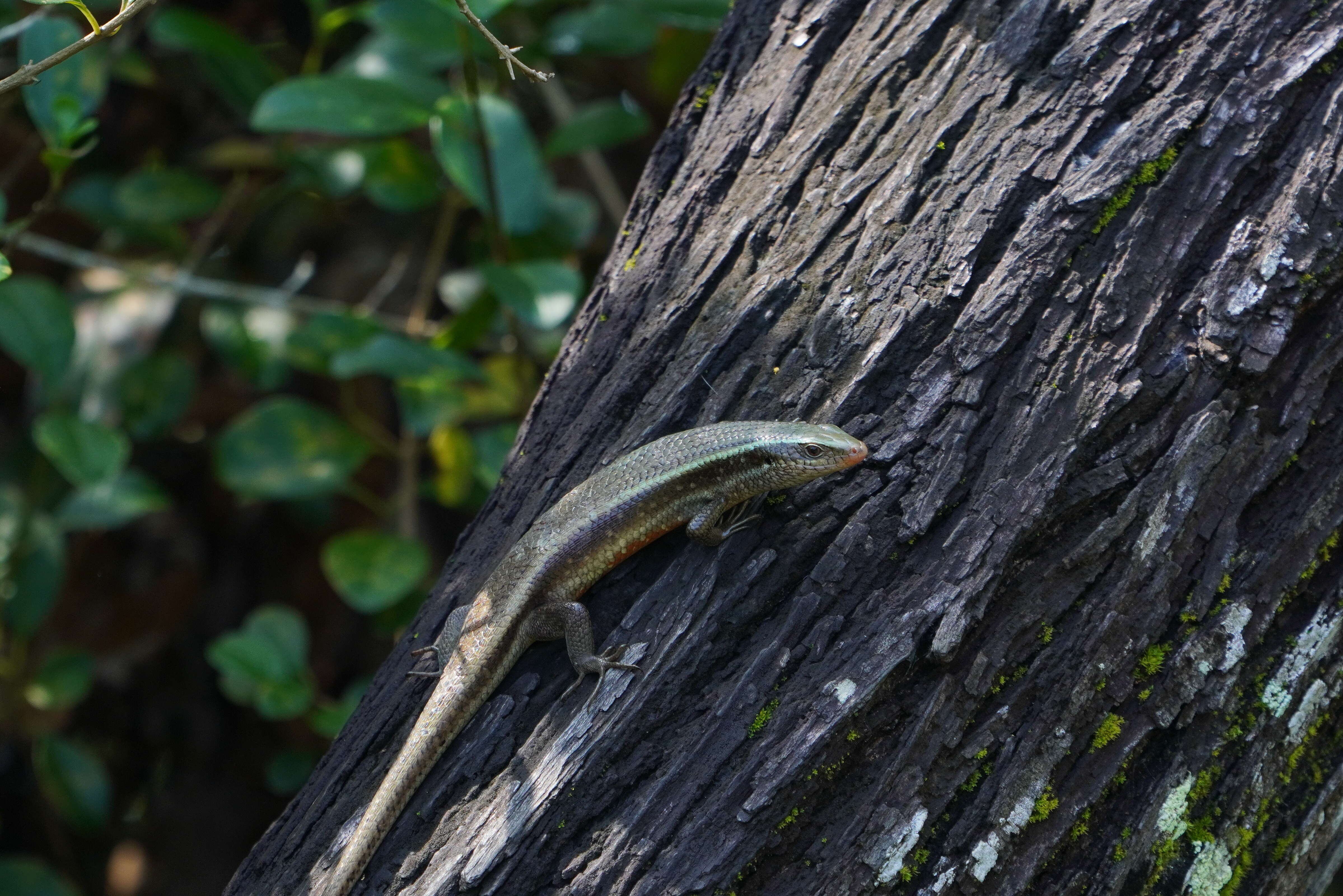 Image of Allapalli Grass Skink