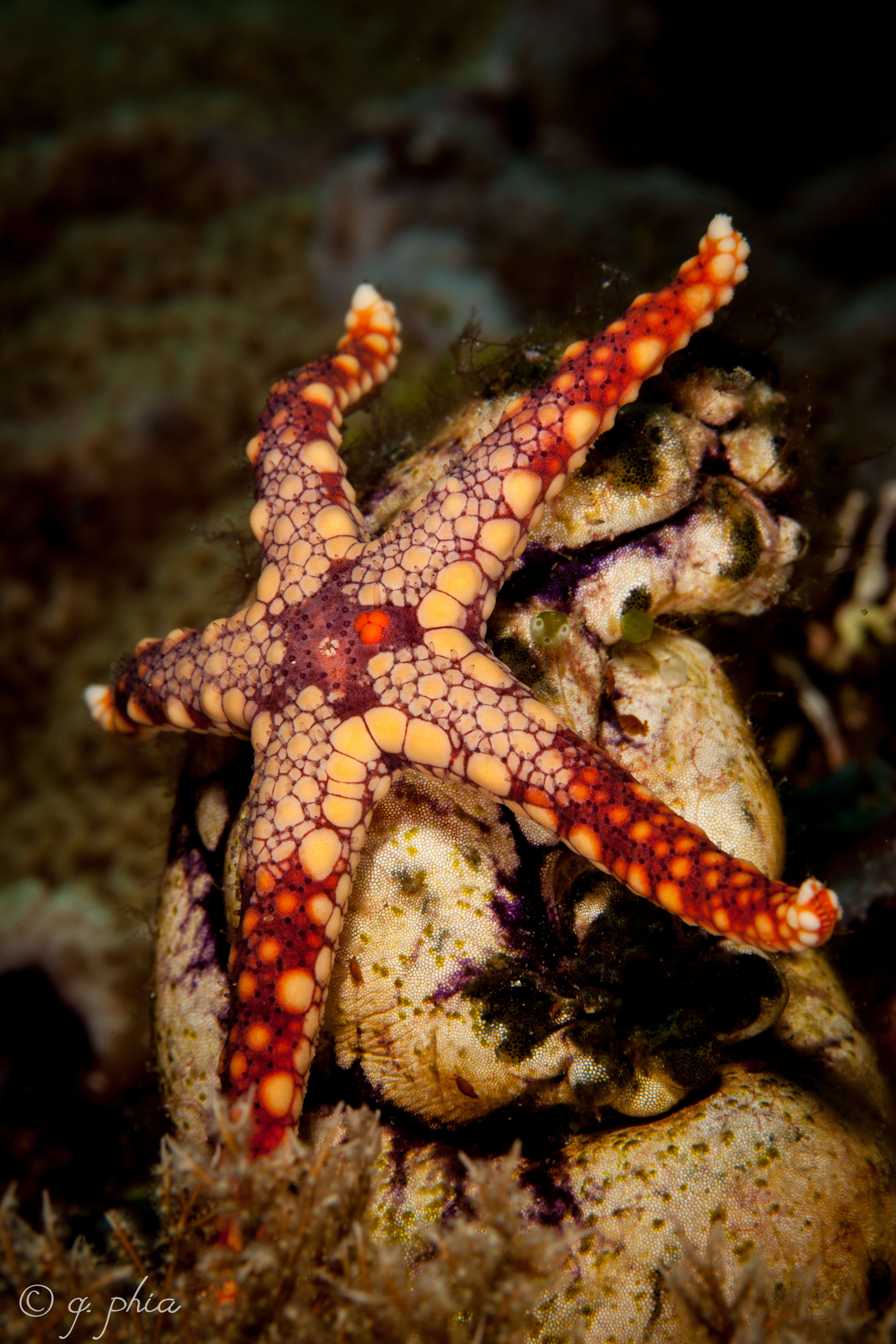 Image of Red and pink sea star