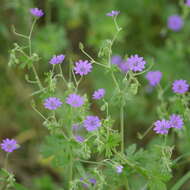 Image of hedgerow geranium