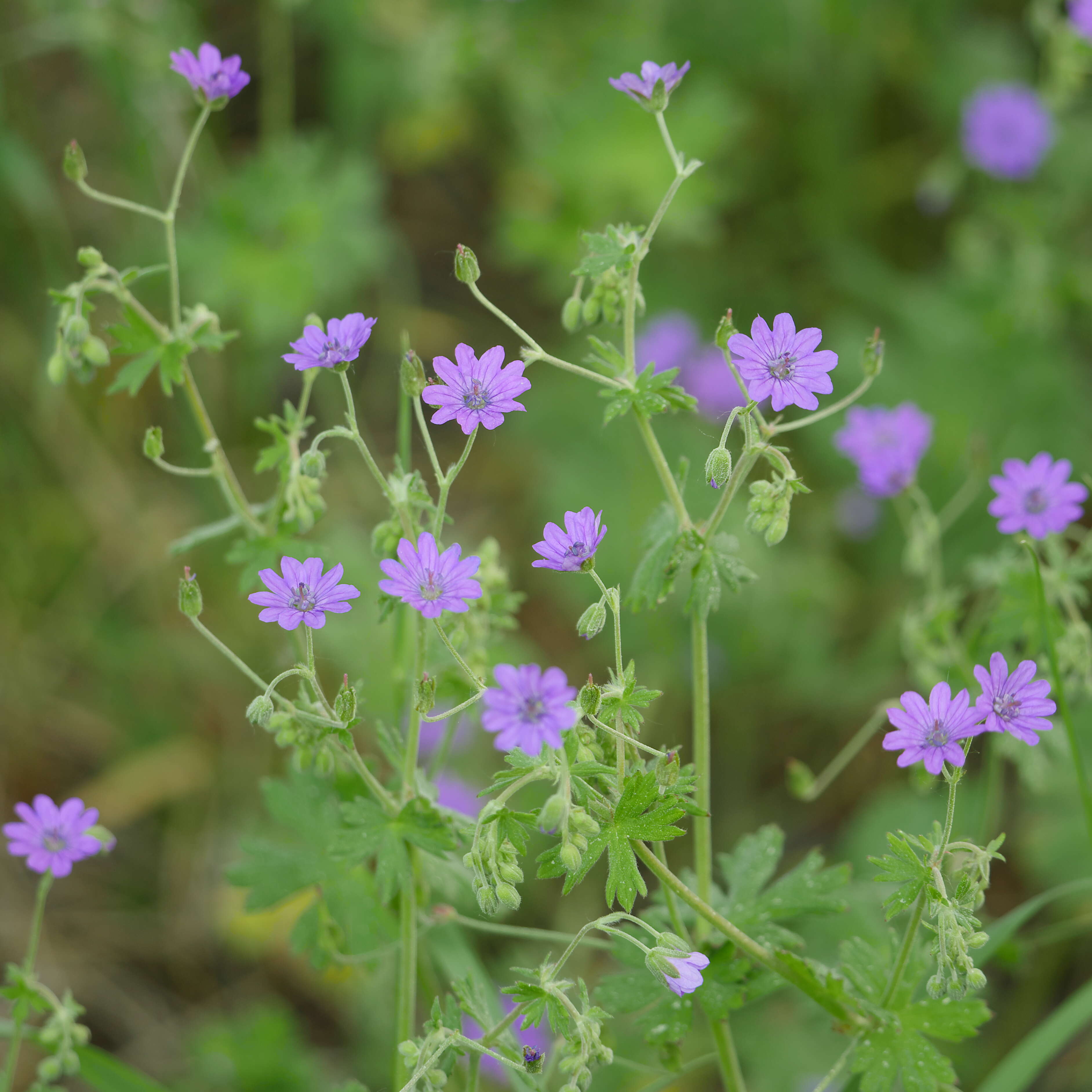 Image of hedgerow geranium