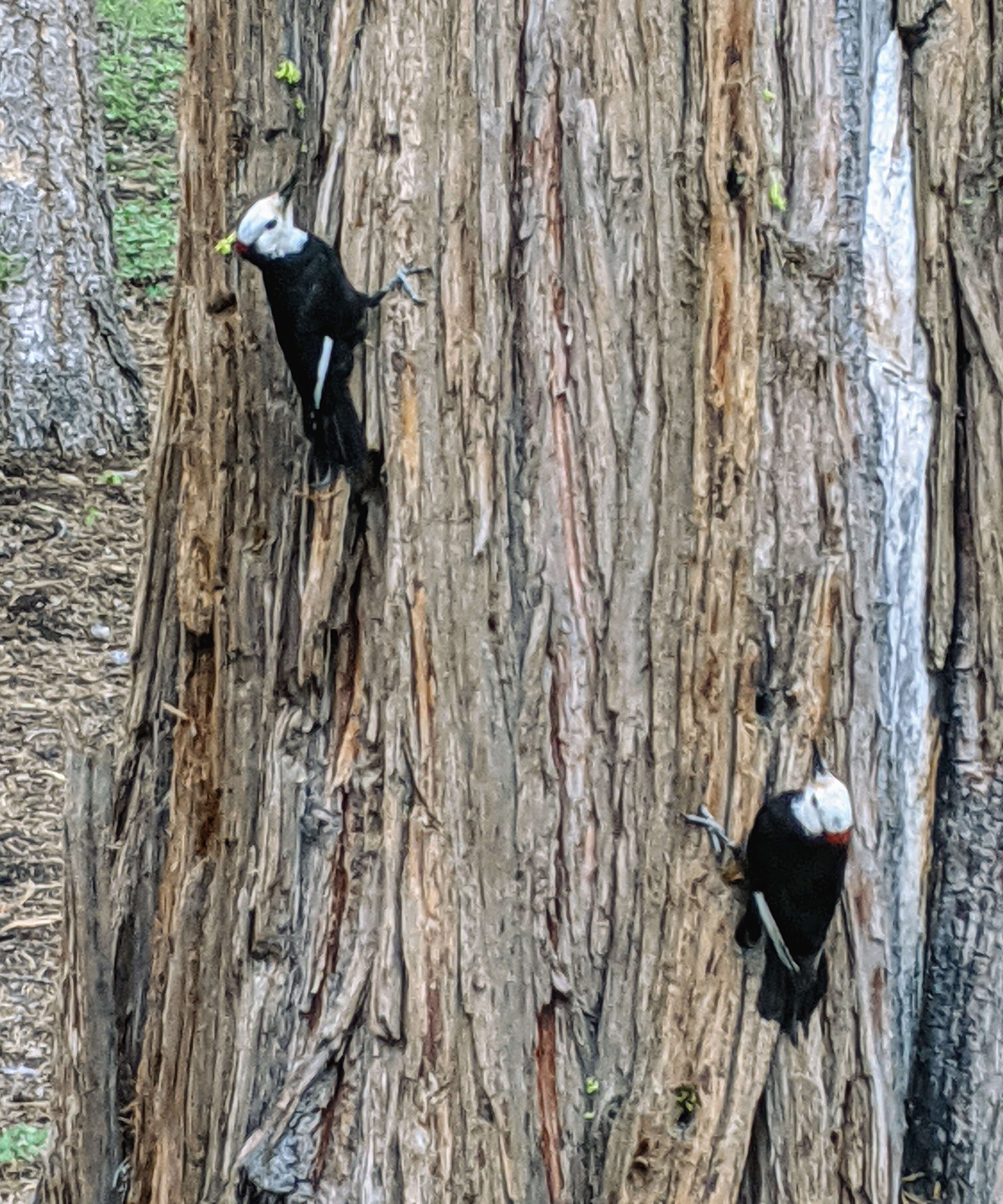 Image of White-headed Woodpecker