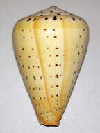 صورة Conus betulinus Linnaeus 1758