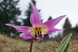 Image of Dog tooth lily