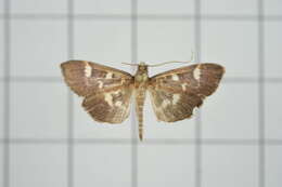 Image de Herpetogramma luctuosalis Guenée 1854