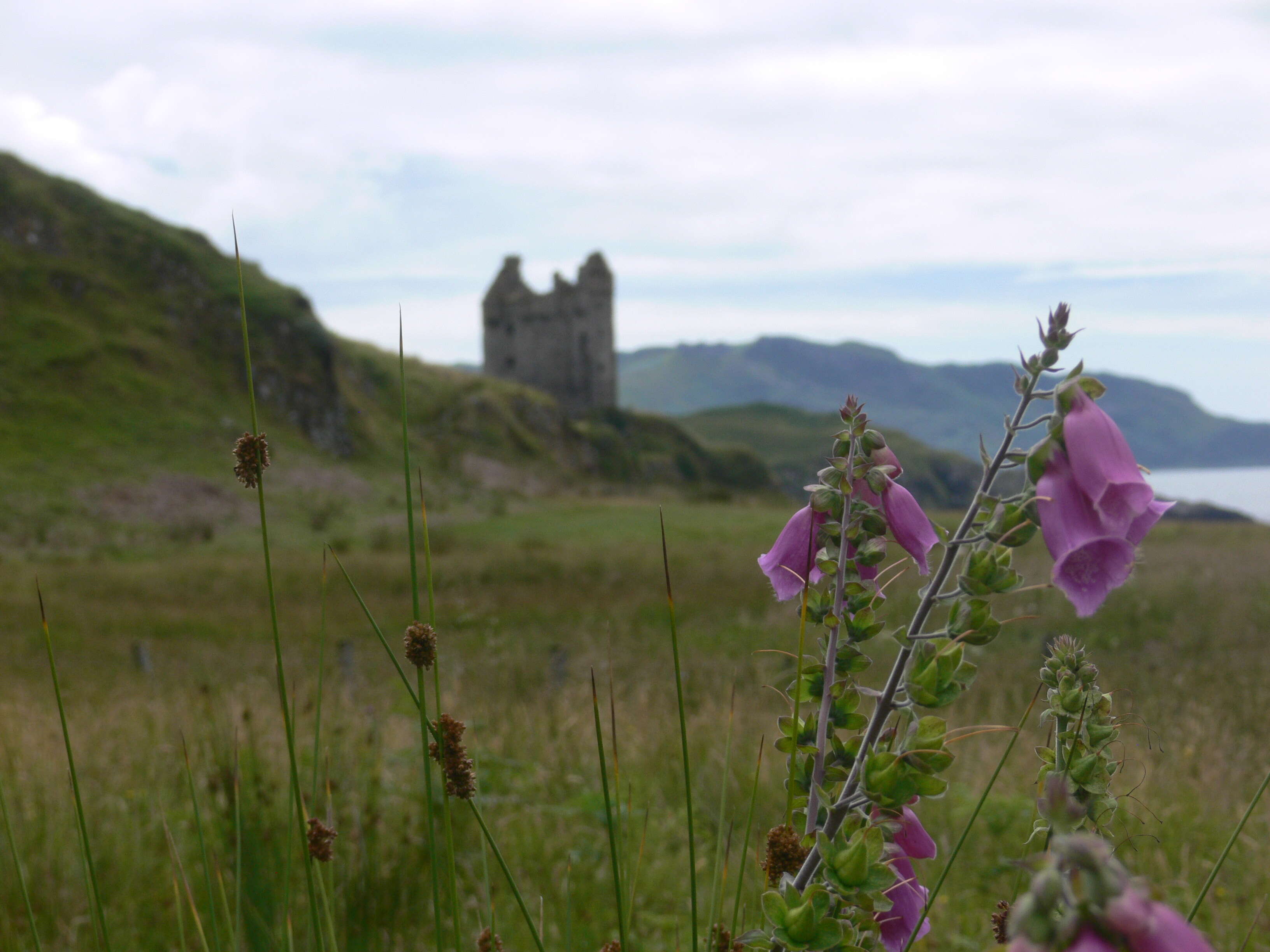 Image of Foxglove