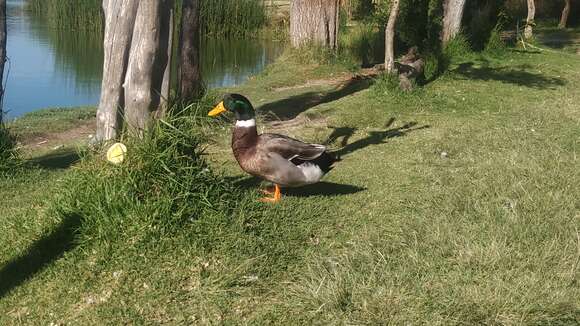 Image of Common Mallard