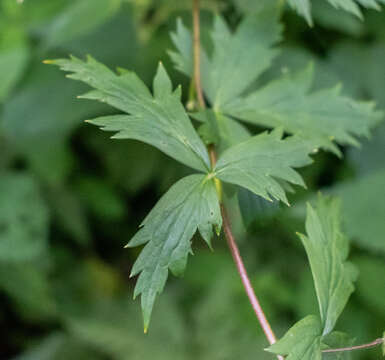 Слика од Aconitum napellus L.