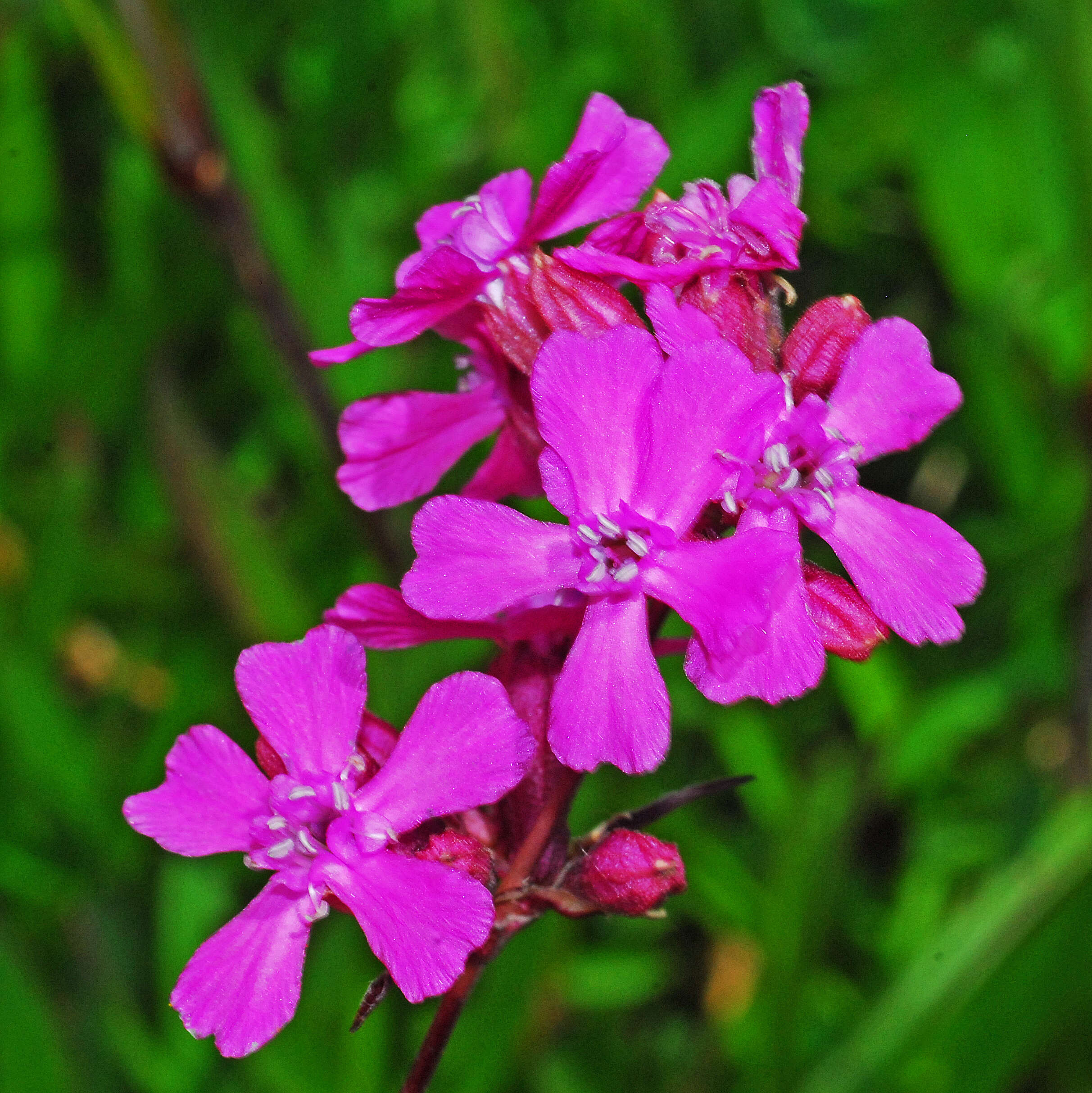 Image of Silene samojedorum (Sambuk) Oxelman