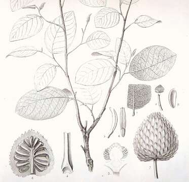 Image de Annona bullata A. Rich.