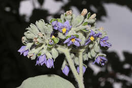 Image of earleaf nightshade