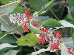 Image of Colquhounia coccinea Wall.