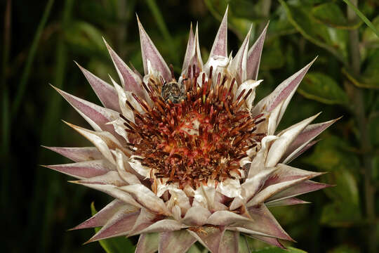 Image of Macledium zeyheri (Sond.) S. Ortiz