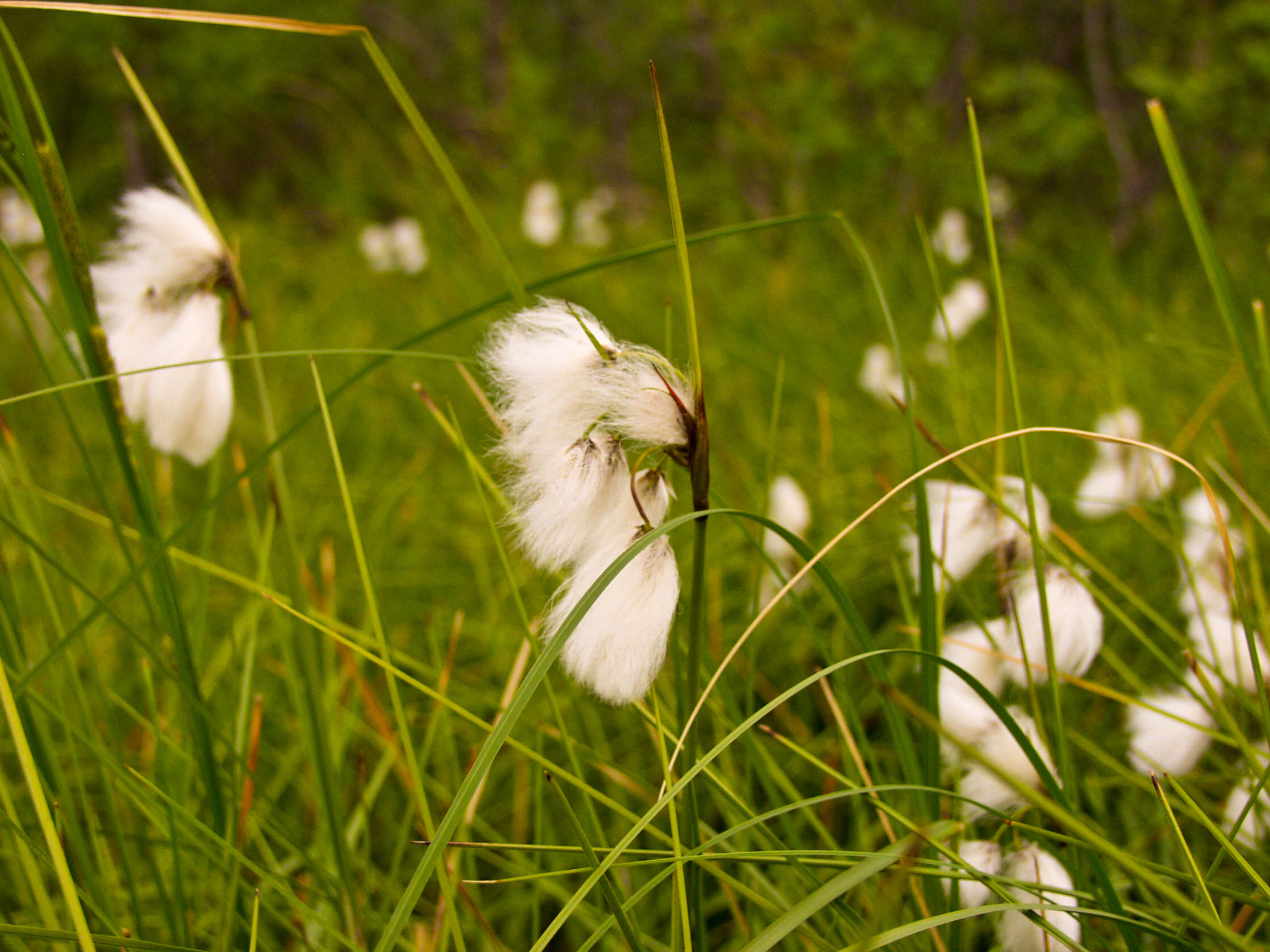 Image of common cottongrass