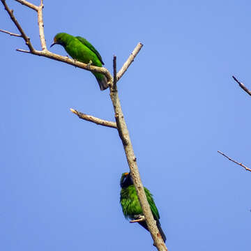 Image of Golden-fronted Leafbird