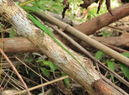 Image of Grass lizards