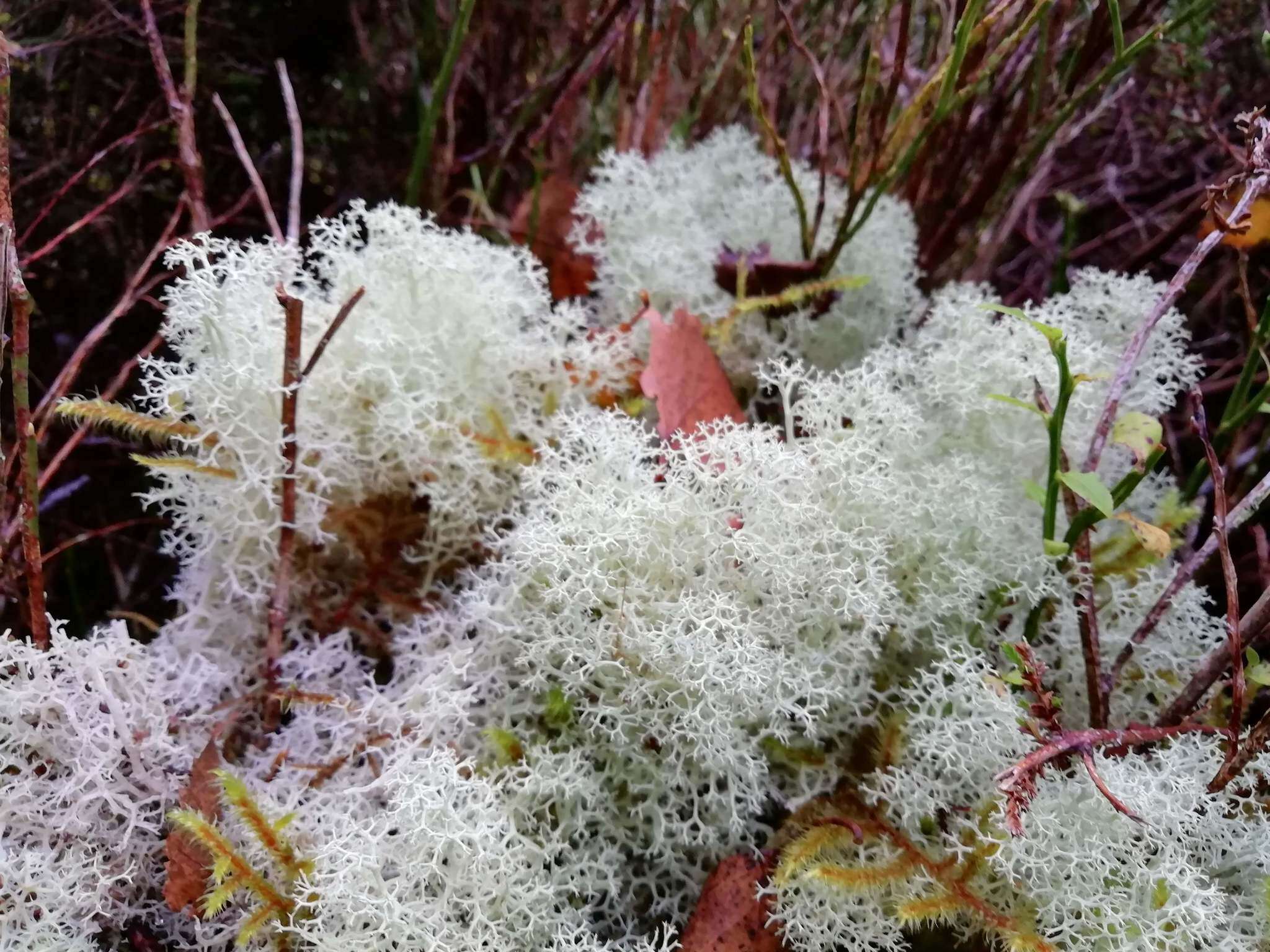 Image of Reindeer lichen