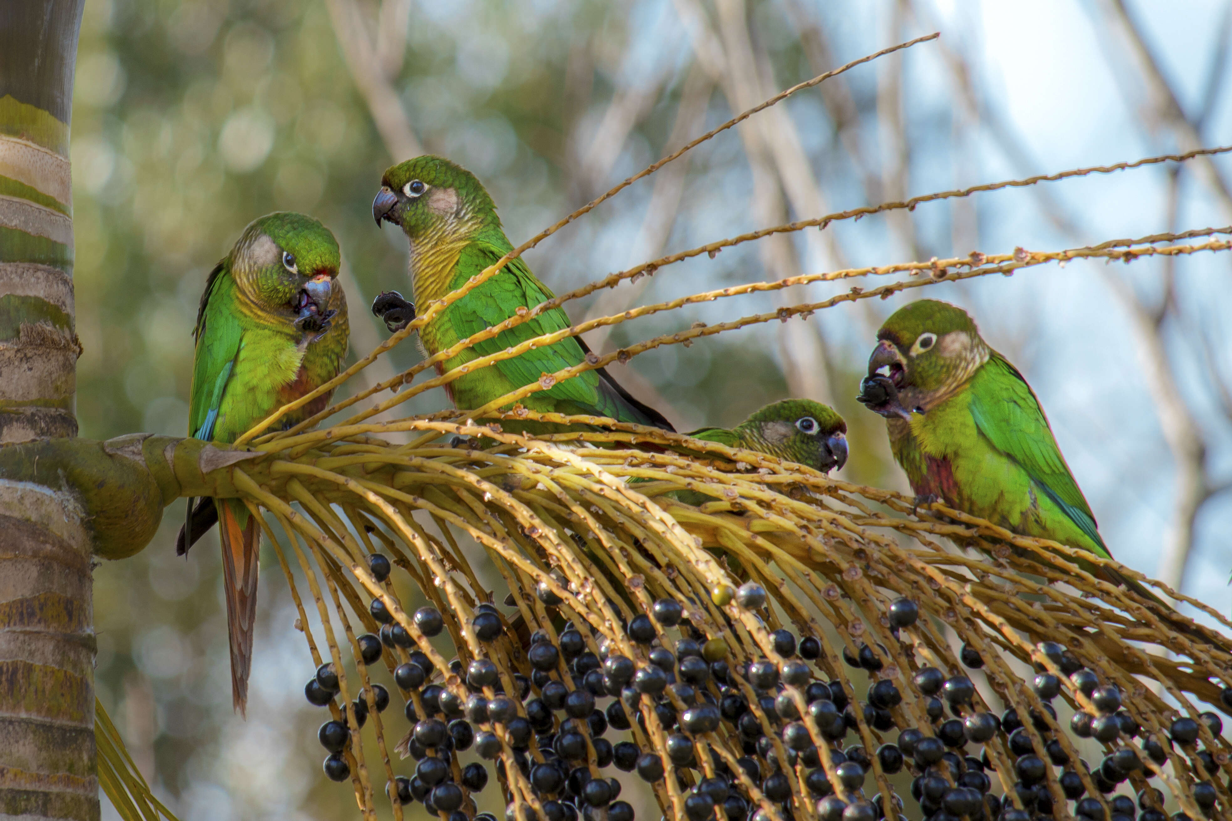 Image of Maroon-bellied Parakeet