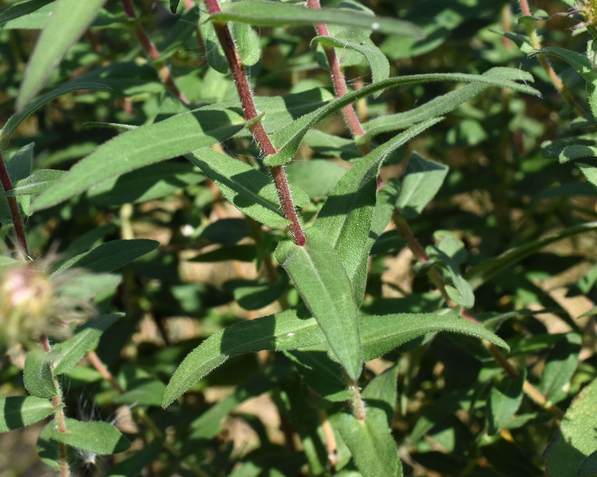 Image of Michaelmas daisy