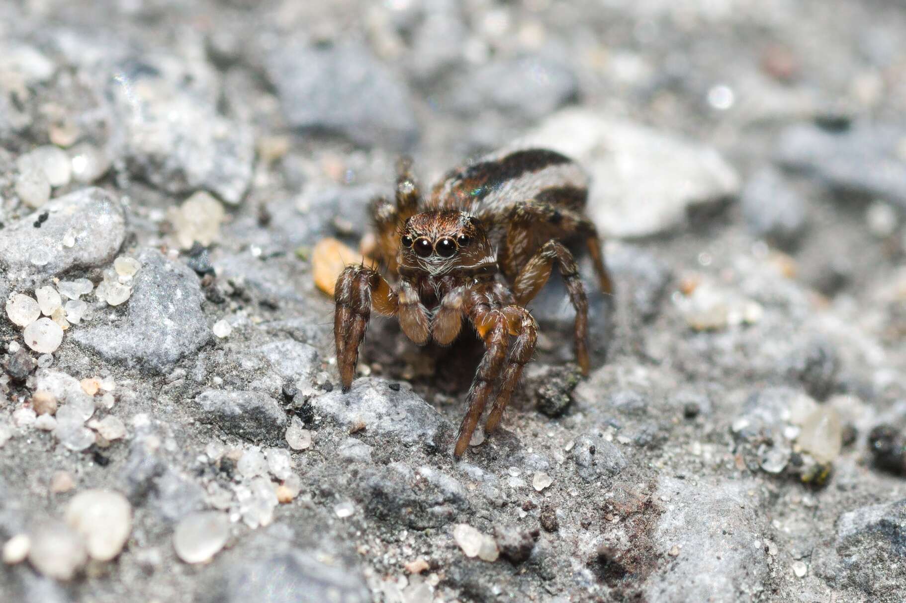 Image of Phlegra fasciata (Hahn 1826)