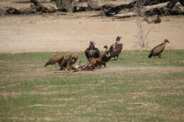 Image of White-backed Vulture